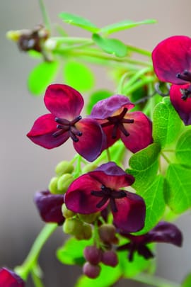 Chinesische Quittenfrüchte Salbe