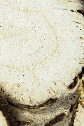 Chinesische Engelwurzwurzel Tropfen - Tinktur