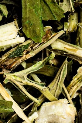 Chinesisches Mutterkraut