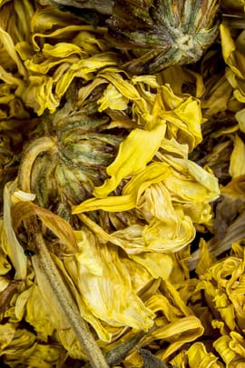 Chrysanthemenblüten