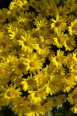 Chrysanthemenblüten indisch Tropfen - Tinktur