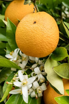 Pomeranzenfrüchte Salbe