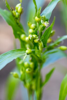 Hiobstränensamen Salbe