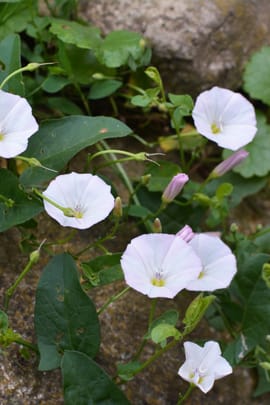 Ackerwindenkraut Tropfen - Tinktur