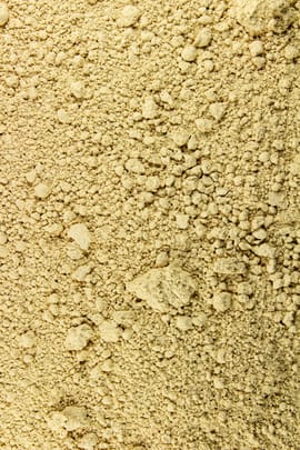 Coprinus Tropfen - Tinktur