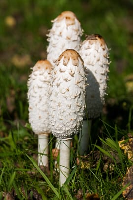 Coprinus Tropfen - Tinktur