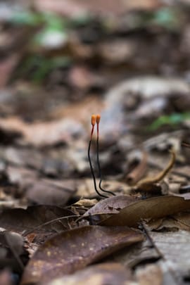 Cordyceps Tropfen - Tinktur