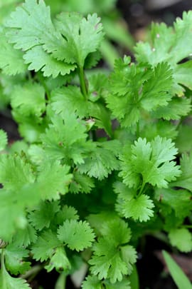 Koriander Tropfen - Tinktur