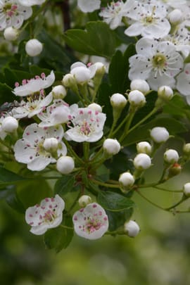 Weißdornblüten Tropfen - Tinktur