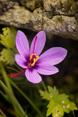 Safranpulver Tropfen - Tinktur