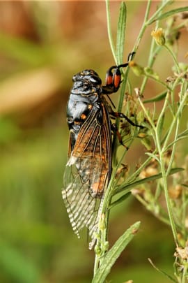 Zikadenpanzer Tropfen - Tinktur