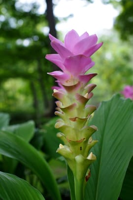 Curcumawurzelknollen