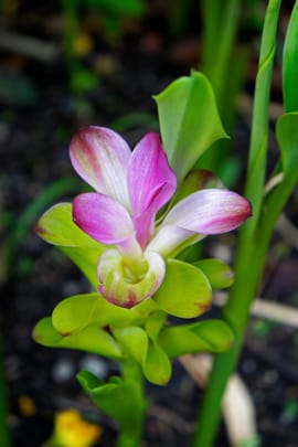 Zitwerwurzelstock praep. Tropfen - Tinktur