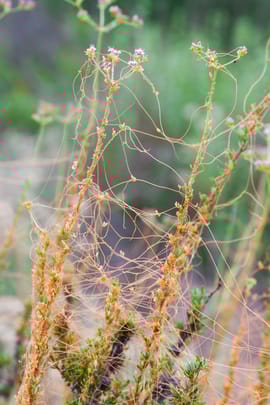 Chinesische Teufelszwirnsamen praep.