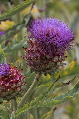 Artischockenkraut