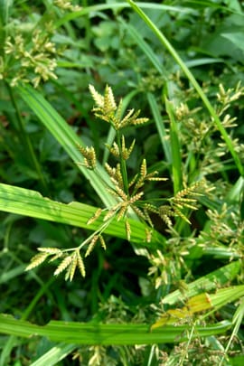 Nussgraswurzelstock, vorbehandelt Tropfen - Tinktur