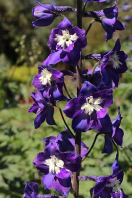 Ritterspornblüten, blau