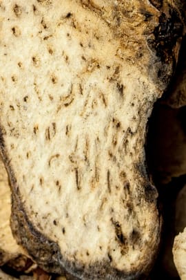 Yamswurzel Hypoglauca Tropfen - Tinktur
