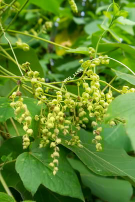 Chin. Yamswurzelknolle