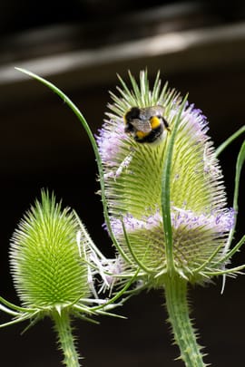 Kardenwurzel Tropfen - Tinktur