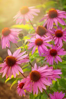 Rotes Sonnenhutkraut