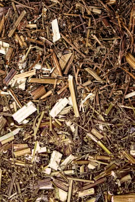 Einjähriges Beifusskraut