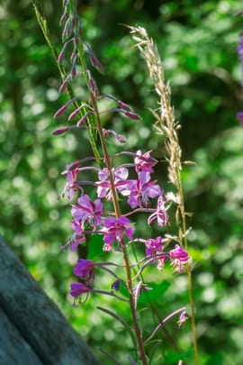 Weidenröschen, kleinblütig