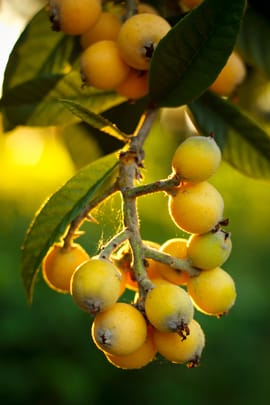Wollmispelblätter Tropfen - Tinktur