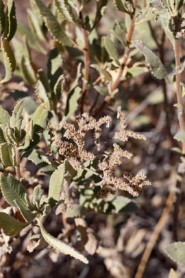 Santakraut Tropfen - Tinktur