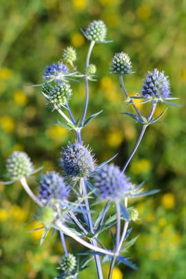 Mannstreukraut Tropfen - Tinktur