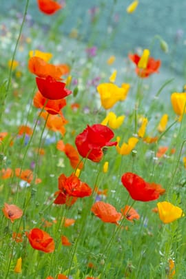 Goldmohnkraut Tropfen - Tinktur