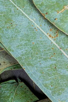 Eucalyptusblätter