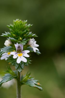 Augentrostkraut Tropfen - Tinktur