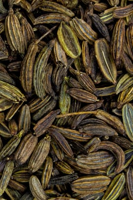 Fenchel