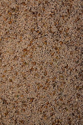 Flohsamen indisch, gelb