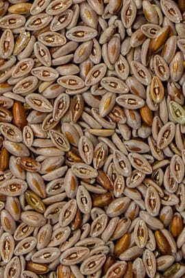 Flohsamen indisch, gelb