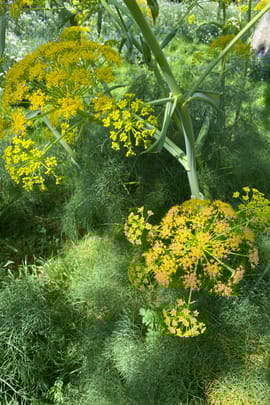 Fenchel