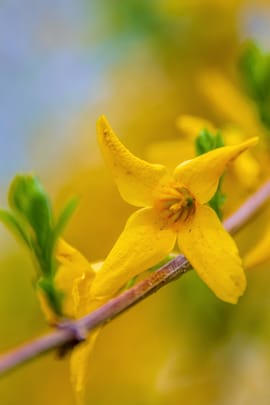 Forsythienfrüchte Tropfen - Tinktur