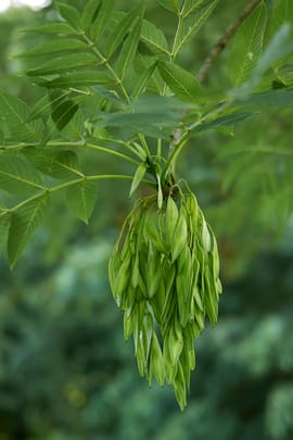 Eschenblätter Tropfen - Tinktur