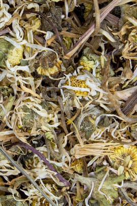 Gänseblümchen