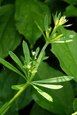 Klettenlabkraut Tropfen - Tinktur