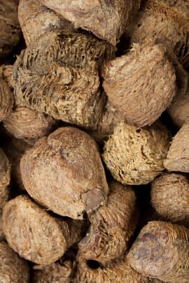 Gelege der Gottesanbeterin