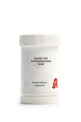 Gelege der Gottesanbeterin Salbe