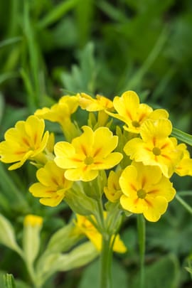 Nelkenwurzwurzel Tropfen - Tinktur