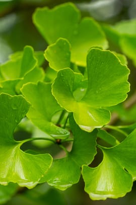 Ginkgoblätter Tropfen - Tinktur