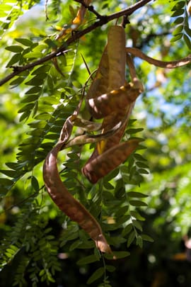 Seifenbohnendornen Tropfen - Tinktur