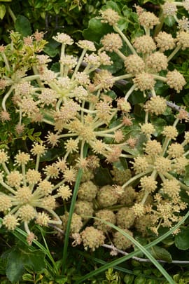 Glehniawurzel Tropfen - Tinktur