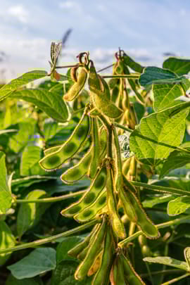 Sojabohnenschalen Tropfen - Tinktur