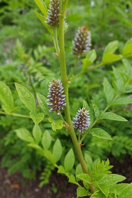 Süßholzwurzelpulver