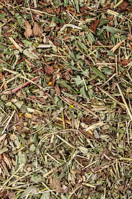 Goldenes Fingerkraut